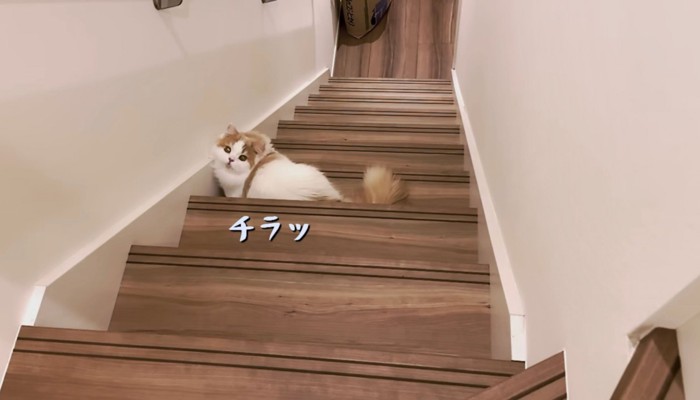 飼い主さんを誘う熱い視線