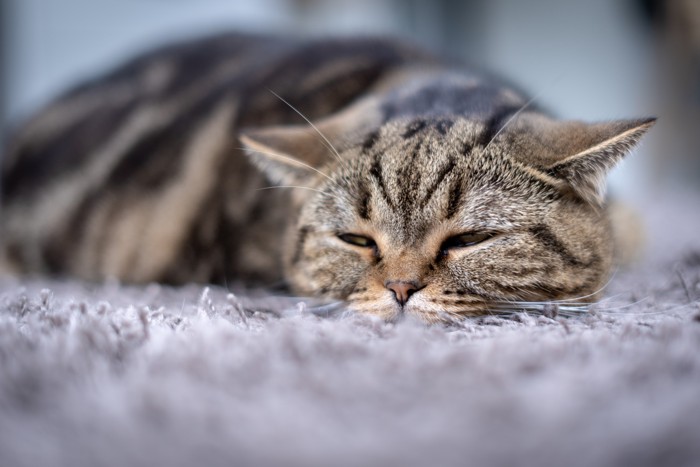 体調が悪そうな様子で敷物の上に伏せている猫