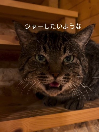 口を開けている猫