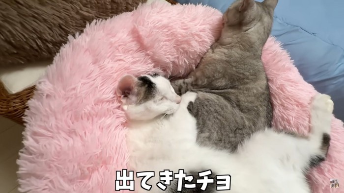 顔を出す猫