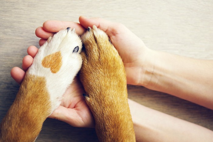 人の手に置かれた犬の手