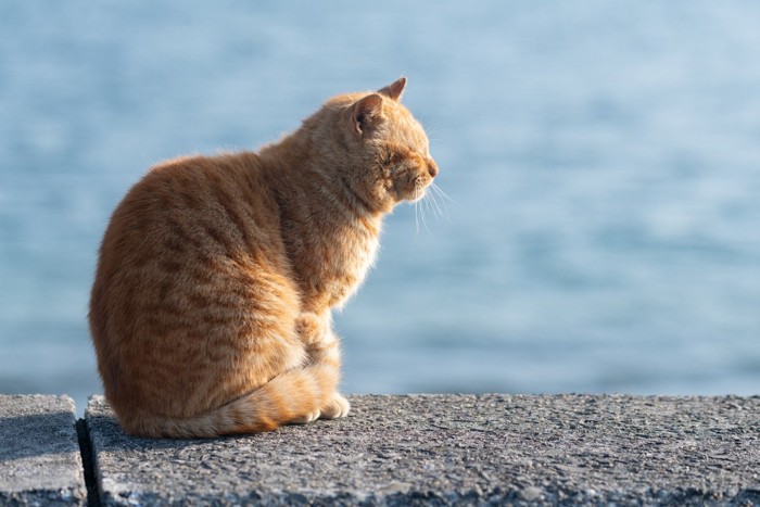 堤防に座る猫