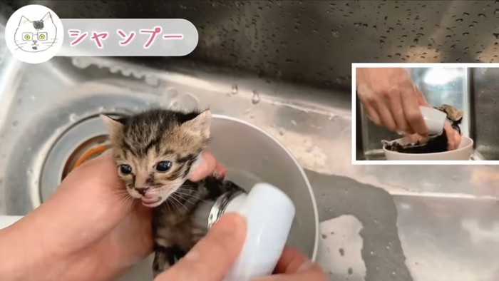 シャワーされる子猫