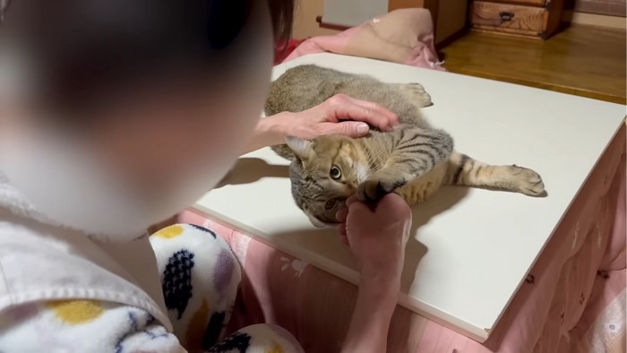 手を添える猫