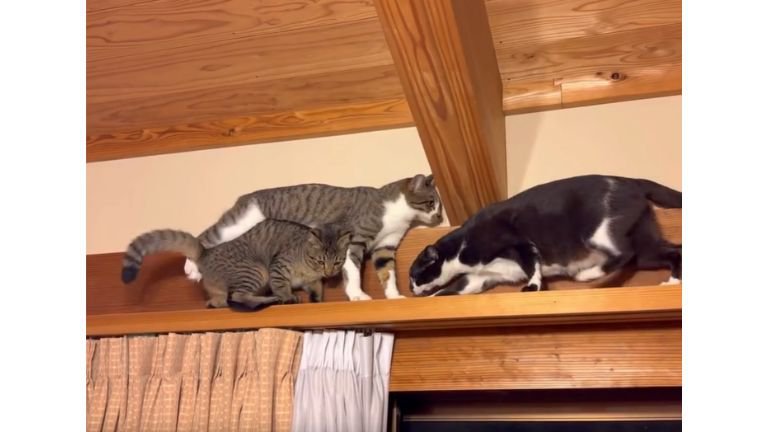 キャットウォークの猫