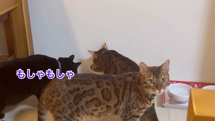 ごはんを食べる猫たち