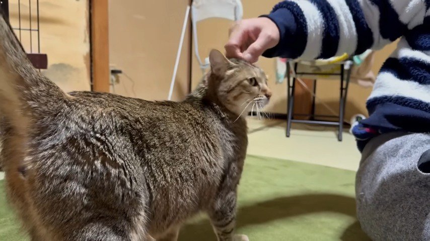 頭を撫でられる猫