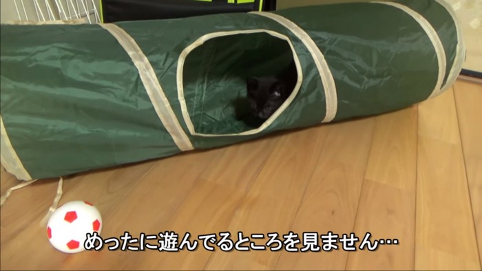 トンネルから見ている猫