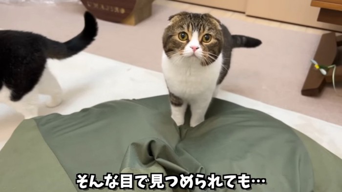 クッションに前足を乗せて立つ猫