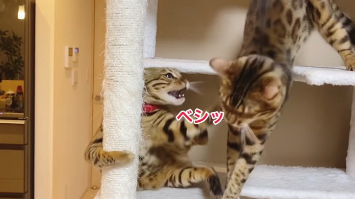 パンチする猫とされる猫