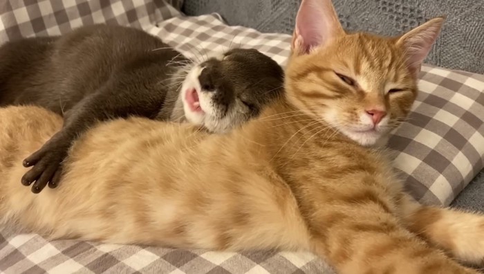 添い寝している写真1