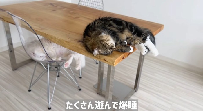 寝ている猫