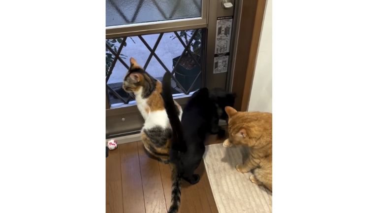 窓辺にいる猫たち