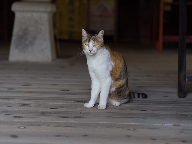 境内にたたずむ猫