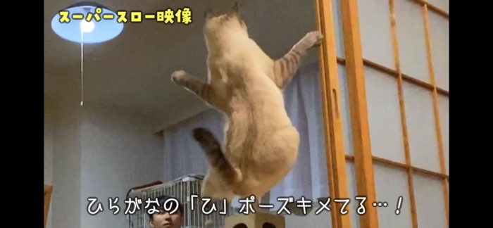 ジャンプする猫