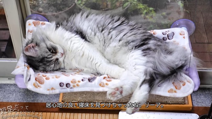 ハンモックに乗る長毛猫