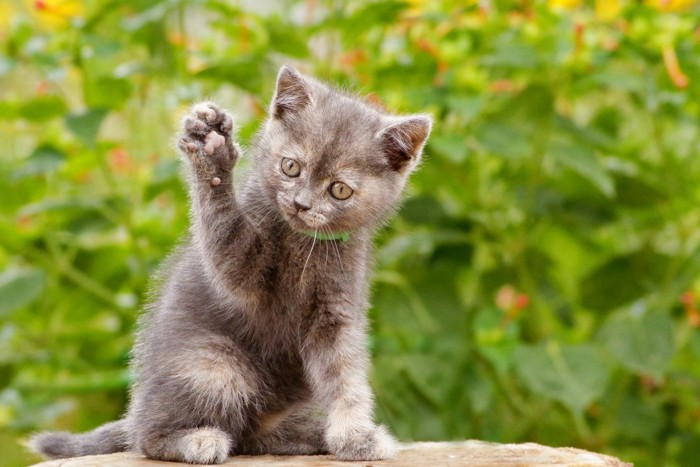 片手をあげる子猫