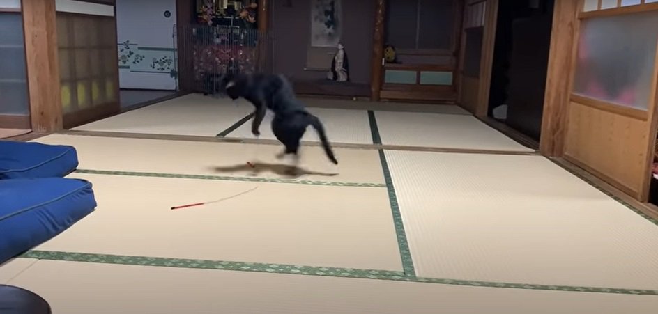 跳ぶ猫