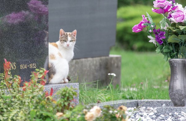 猫とお墓