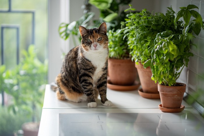 ハーブの鉢植えのそばに座って正面を見つめる猫