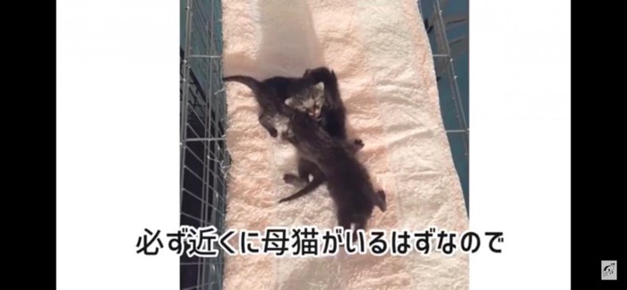 猫団子