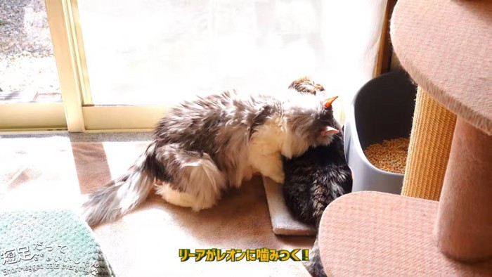 黒い猫に噛みつく長毛の猫