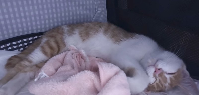 眠る子猫
