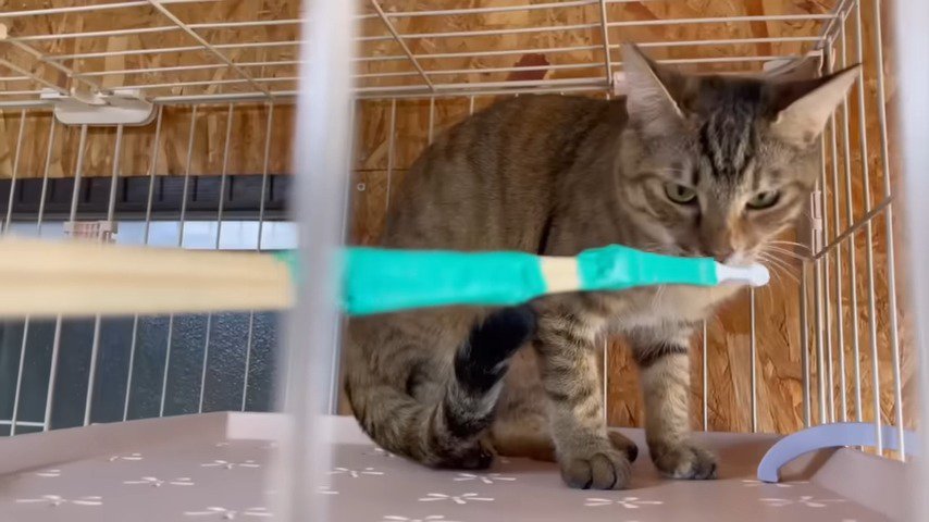 歯ブラシ棒の匂いを嗅ぐ猫