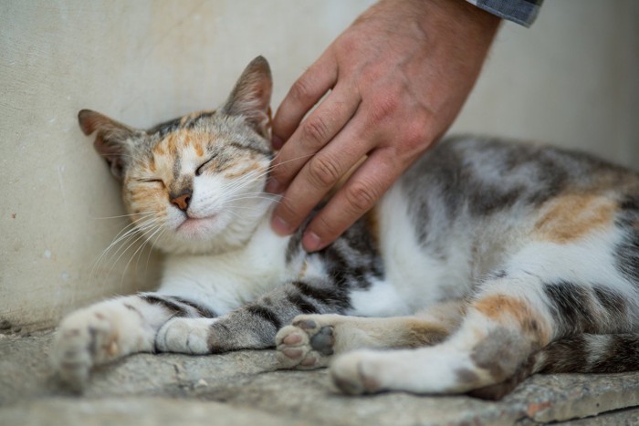 なでられて目を閉じている三毛猫