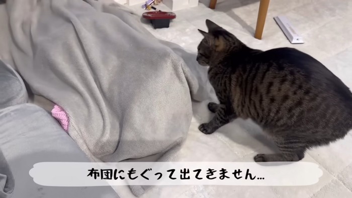 毛布に潜った子どもを見る猫