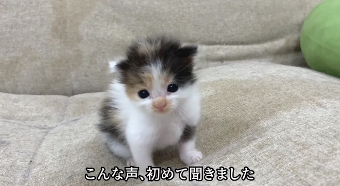 きょとんとする子猫