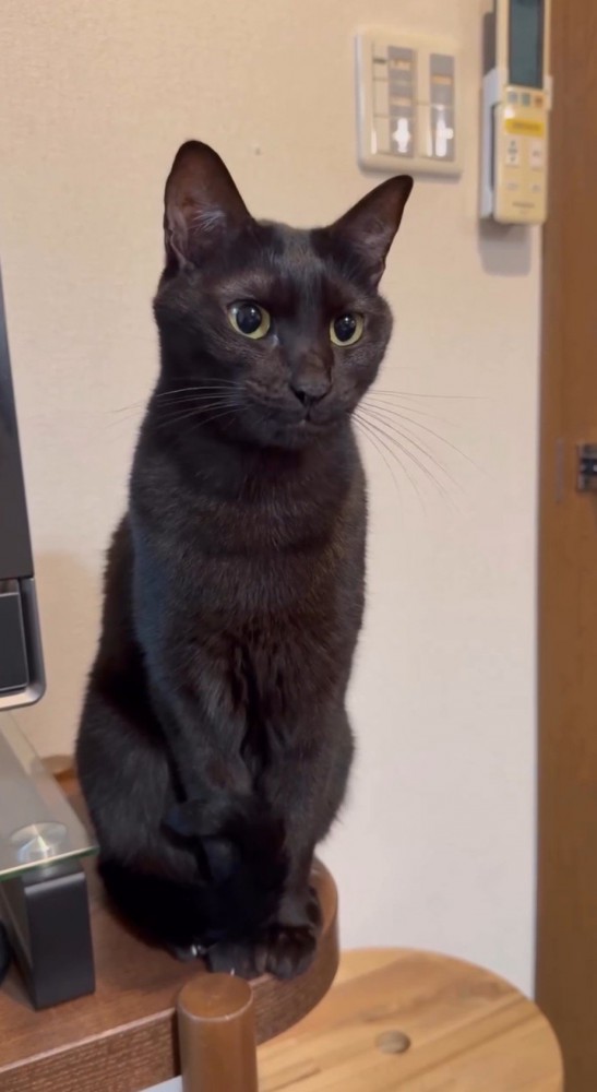 突然下顎を閉じる猫