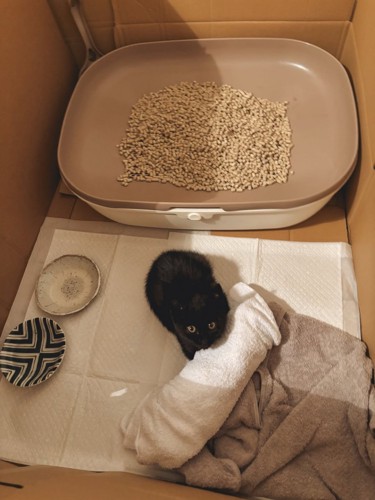 保護されたばかりの子猫