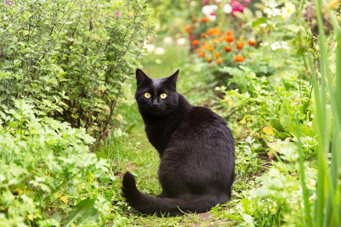 黒猫