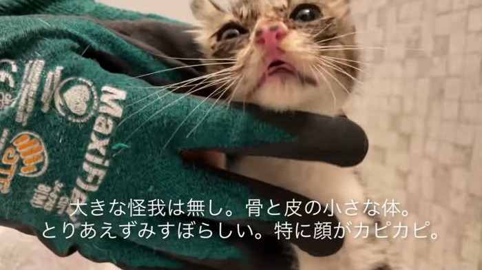 痩せて汚れている子猫