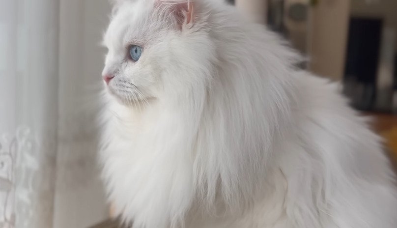 猫の横顔