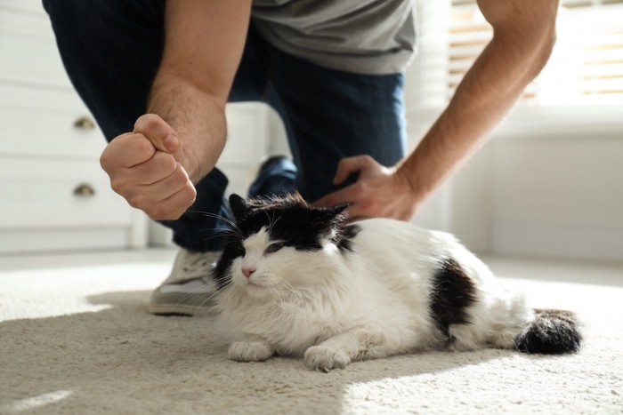 猫の前で拳を握る男性