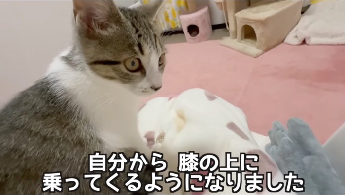 投稿者の膝の上に飛び乗る子猫
