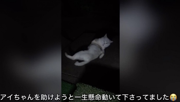 外で暮らすアイちゃん