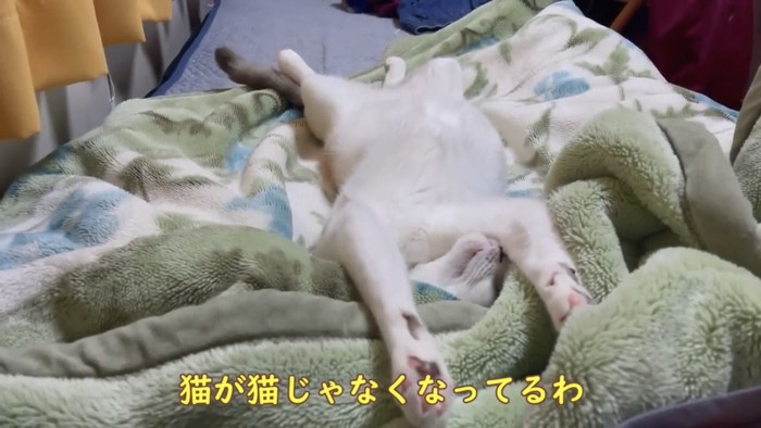 仰向けで寝る猫