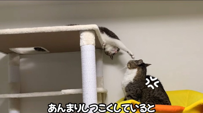 パンチする猫