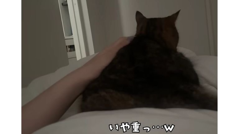 ベッドにいる猫