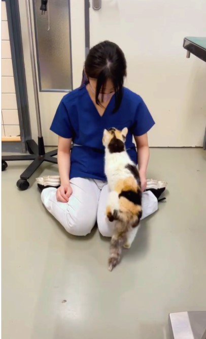 人に顔を近づける猫