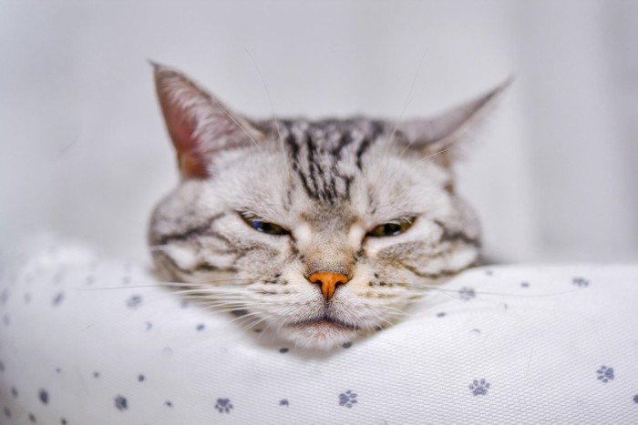 ベッドにアゴのせする猫