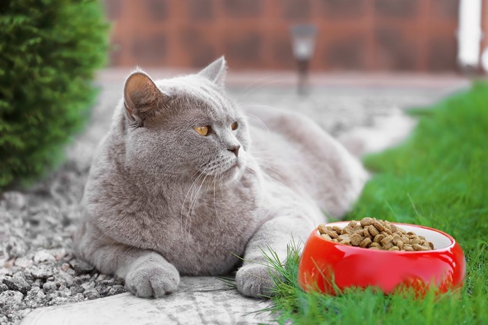 屋外でごはんを与えられている太った猫