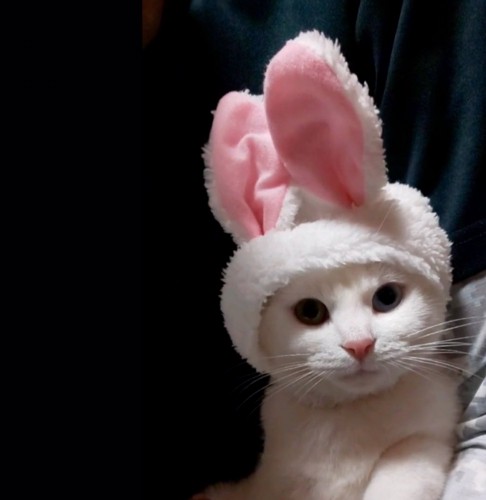 うさぎ耳をつける猫
