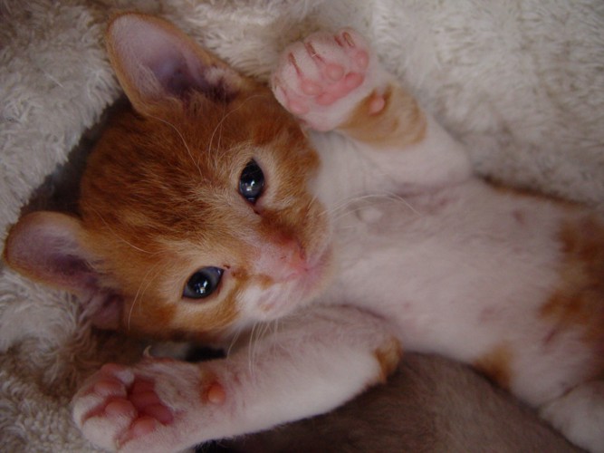 ジャーマンレックスの子猫