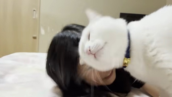 子どもに頭突きをしている猫