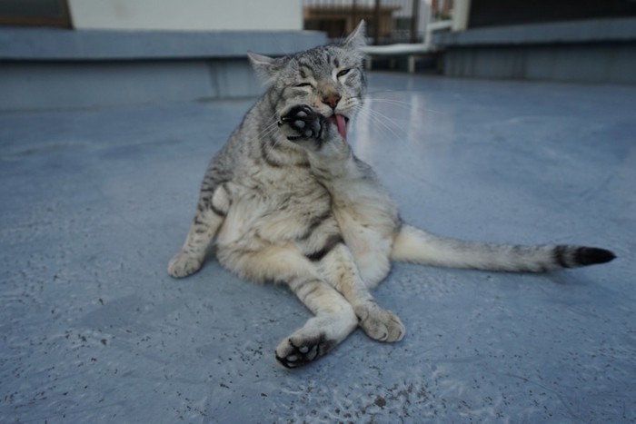 野外で毛繕いする猫