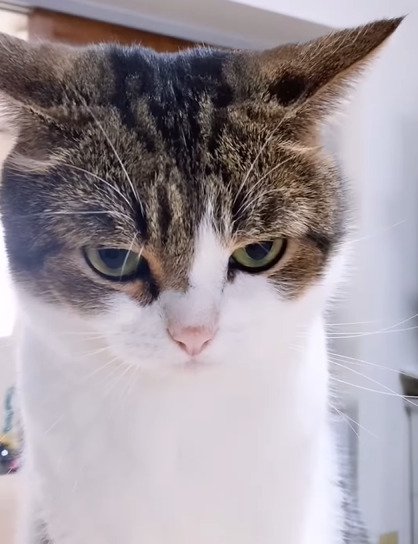 睨む猫